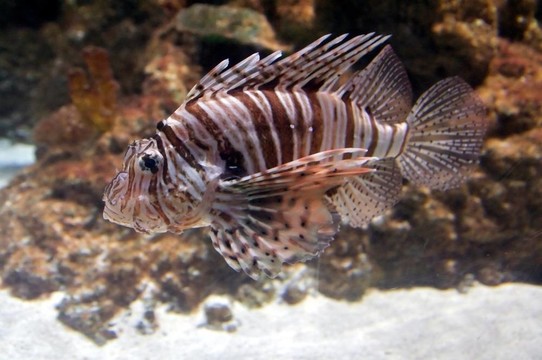 紅獅子魚（魔鬼蓑鲉）有毒的珊瑚礁魚身著白色條紋相間的栗色或褐色；紅色。魚的肉質(zhì)觸角伸出從眼睛上方，