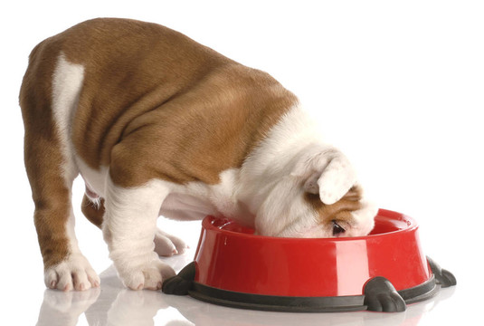 英國斗牛犬幼犬吃了紅色的狗食盤