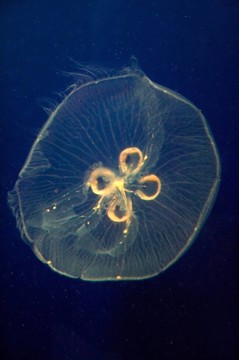 Aurelia aurita（水母；月亮水母；常見的水母；碟果凍）。美杜莎是半透明的；通常約25-4