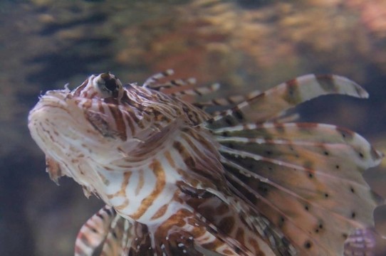 紅獅子魚（魔鬼蓑鲉）有毒的珊瑚礁魚身著白色條紋相間的栗色或褐色；紅色。魚的肉質(zhì)觸角伸出從眼睛上方，