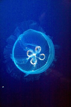 Aurelia aurita（水母；月亮水母；常見的水母；碟果凍）。美杜莎是半透明的；通常約25-4