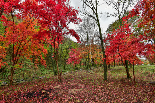 紅葉