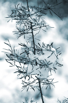 雪景