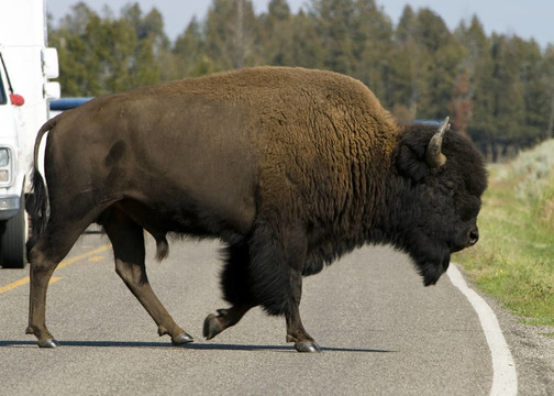 野牛在Yellowstone路口