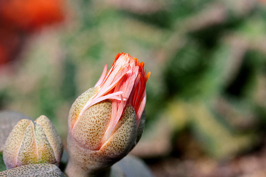 仙人掌花