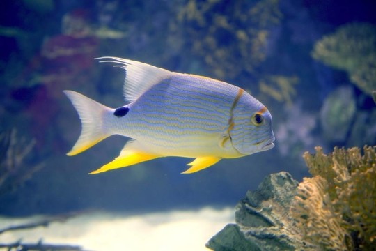 美麗的熱帶魚黃鰭紅海