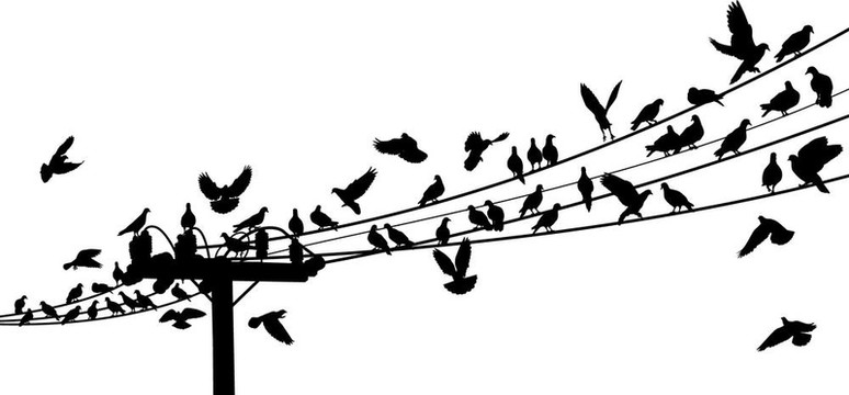 鳥棲