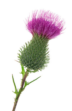 薊