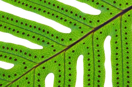 蕨類植物的背景