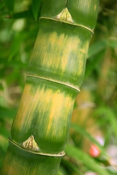 竹細(xì)節(jié)特寫(xiě)樹(shù)干綠色和黃色