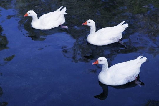 藍(lán)湖上空的野鴨鳥瞰