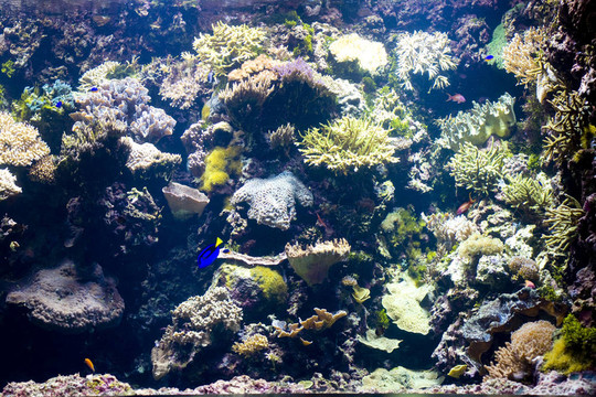水下景觀與魚類