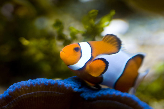 一種奇異的橘紅色魚