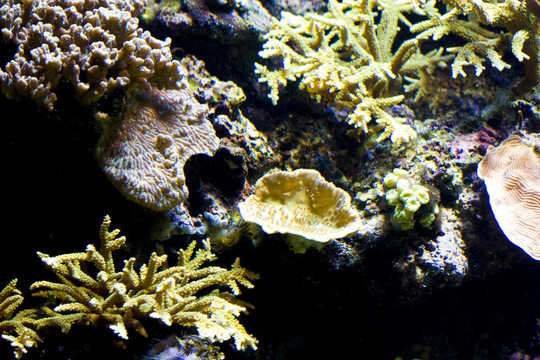 魚類水下景觀