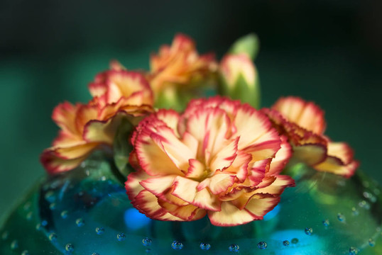 Pink Flowers在一個(gè)花瓶里