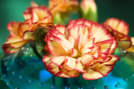 Pink Flowers在一個(gè)花瓶里