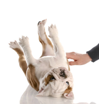 英國斗牛犬幼犬要摸摸我的肚子