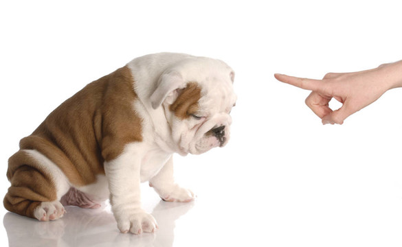 壞狗的人手里搖著手指在九周齡的英國(guó)斗牛犬