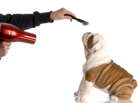 狗美容手刷九周歲的英國(guó)斗牛犬