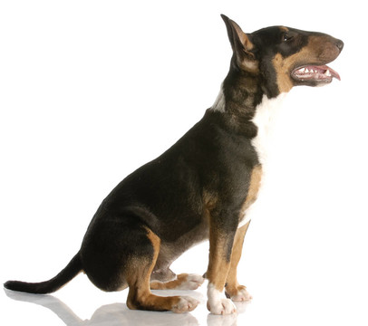 快樂三色犬在白色背景上的反射坐
