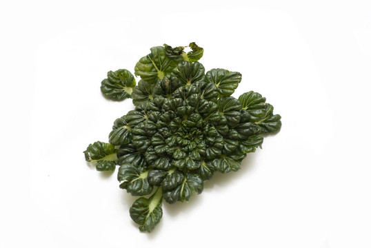綠色蔬菜
