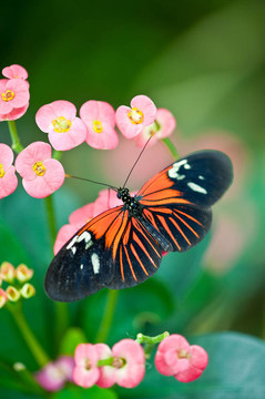 butterfly8
