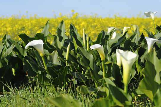 海芋花；Zantedeschia aethiopica
