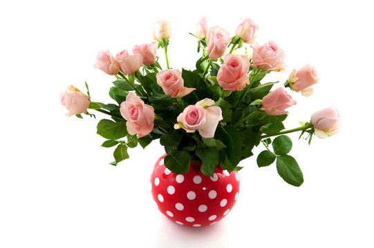 粉薔薇