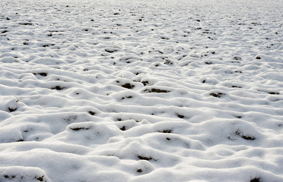 雪中的田野