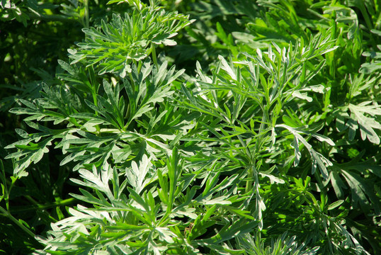 wormwood 07