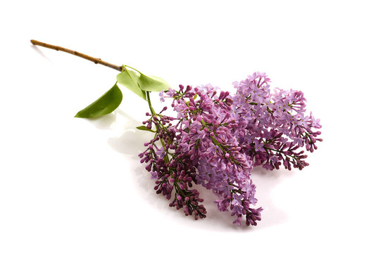 丁香花