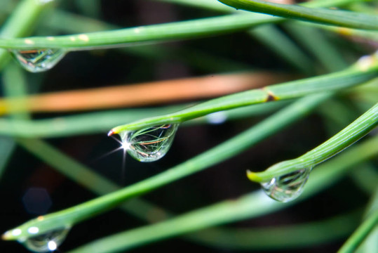草中的雨滴