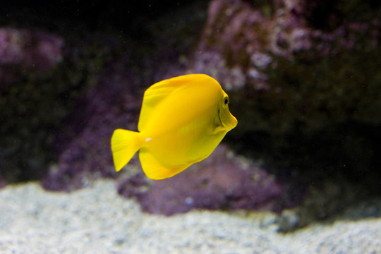 一種奇特的魚(yú)游泳