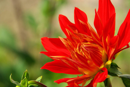 Dahlia 21