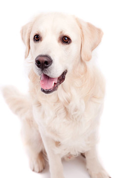 金毛獵犬的肖像