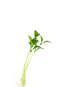 綠色的小樹(shù)孤立在白色背景
