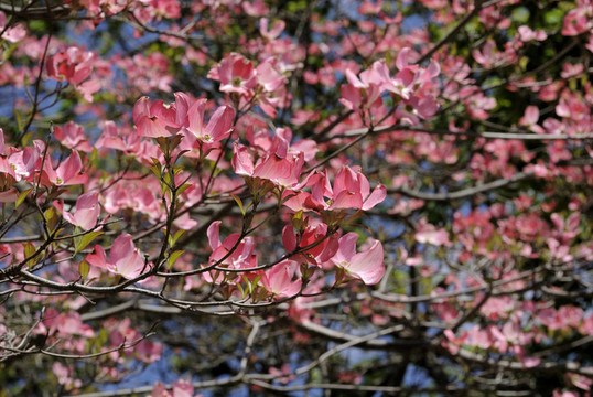 櫻花