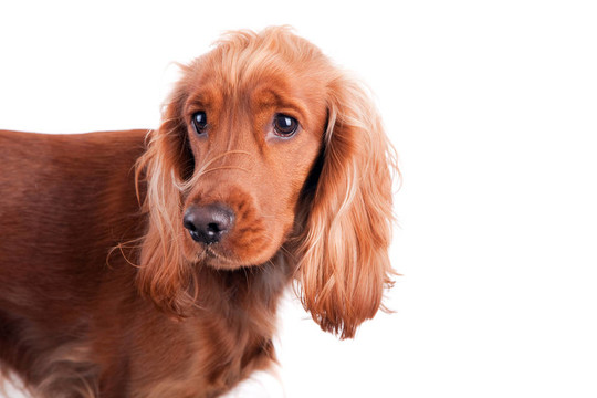 寶貝可卡犬