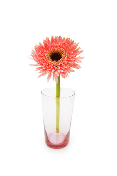 Gerber daisy孤立在白色背景