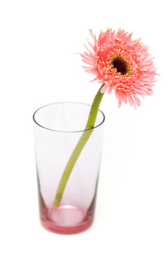 Gerber daisy孤立在白色背景