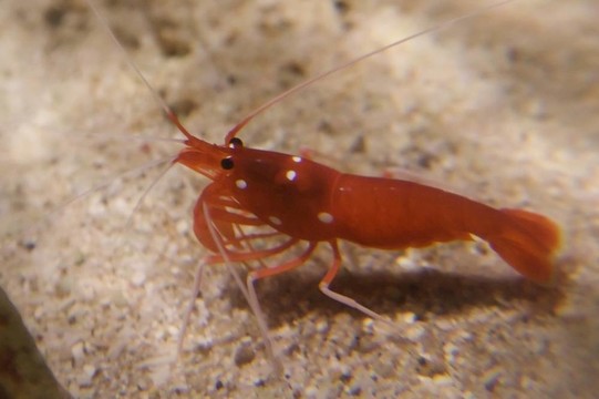 紅色的蝦