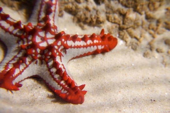 紅冠海星Protoreaster linckii；從印度洋海之星