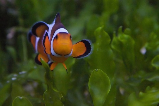 小丑魚