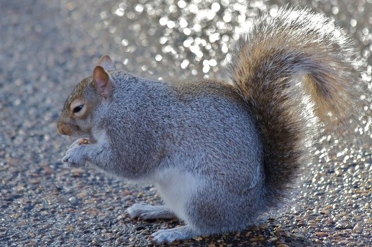 東灰松鼠（松鼠carolinensis）；或灰松鼠