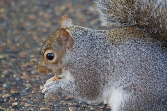 東灰松鼠（松鼠carolinensis）；或灰松鼠
