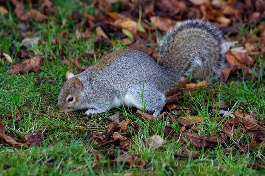 東灰松鼠（松鼠carolinensis）；或灰松鼠