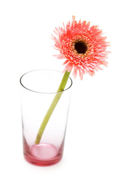 Gerber daisy在玻璃隔離在白色背景