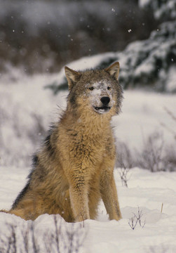 Gray Wolf在Snow