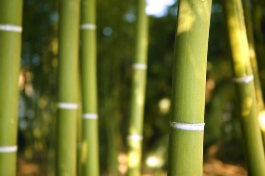 竹青林