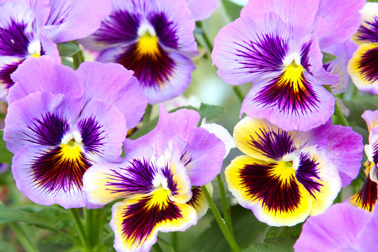 藍(lán)色和黃色和三色堇（Viola）